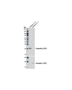 Cell Signaling Presenilin 2 (D30g3) Rabbit mAb