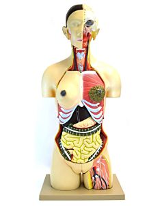 Eisco Labs Life-Size Dual Sex Premium Human Torso With Open Front And Back Sections