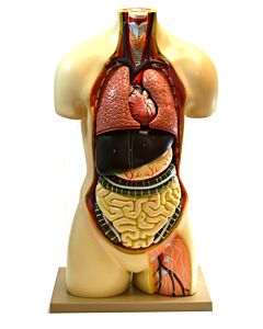 Eisco Labs Human Torso Model Without Head