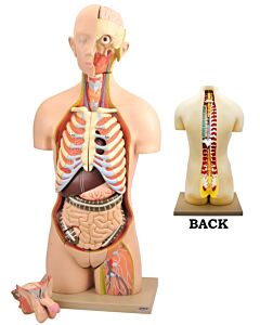 Eisco Labs Life-Size Dual Sex Premium Human Torso Model With Open Front And Back Sections, 28 Parts
