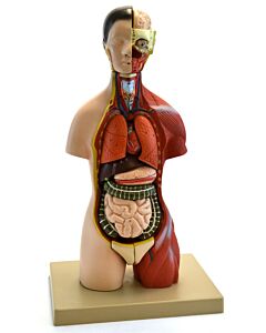Eisco Labs Adult Half-Size Torso Model With Head, 16 Parts