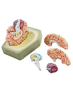 Eisco Labs Life-Size Human Brain Model With Arteries, 8 Parts