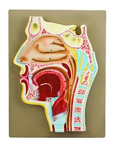 Eisco Labs Human Nose Anatomical Model, Longitudinal Section, 2 Times Life Size, Approx 12" Height