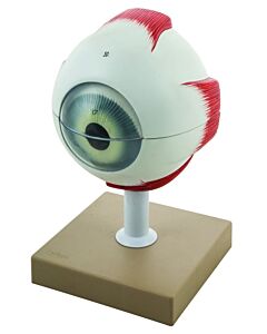 Eisco Labs 5x Life-Size Human Eye Model, 6 Parts