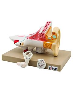 Eisco Labs 2x Life-Size Human Ear Model, 3 Parts