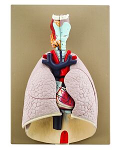 Eisco Labs Advanced Heart & Lungs Model - Life Size - 7 Parts