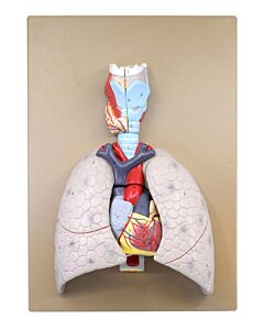 Eisco Labs Human Lungs & Heart Model, 16.5" - Mounted On Base