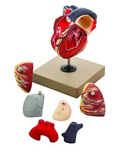 Eisco Labs Life-Size Human Heart Model, 7 Parts