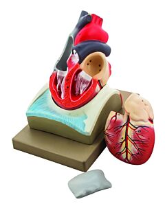 Eisco Labs Human Heart Model; Larger Than Life Size (8" In Height); On Diaphragm
