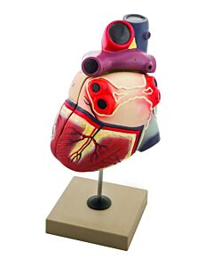 Eisco Labs Enlarged Human Heart Model, 2 Parts
