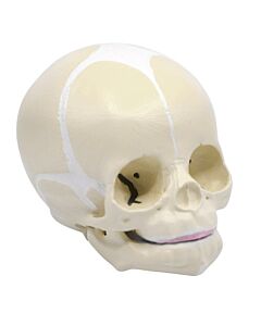 Eisco Labs Life-Size Infant Human Skull Model With Articulated Mandible