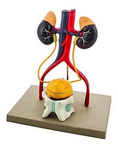 Eisco Labs Life-Size Human Male Urinary System Model, 5 Parts