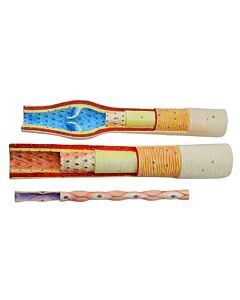 Eisco Labs 3 Piece Artery, Vein And Capillary Model Set, 13 Inch - Enlarged - Numbered - Cross Sections - Eisco Labs
