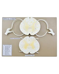 Eisco Labs Spinal Cord Model, 17 Inch - Mounted - 10x Enlarged - Includes Nerve Branches - With English Key Card - Eisco Labs