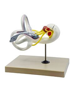 Eisco Labs Inner Ear Labyrinth Model - 16x Life Size - Sectioned Cochlea - Designed By Medical Professionals & Hand Painted