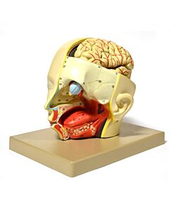 Eisco Labs Model, Human, Introductary Head Dissection, Removable Half Brain