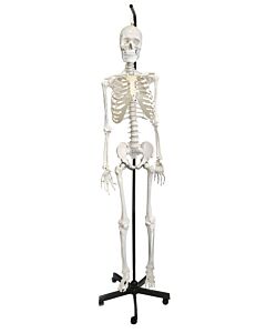 Eisco Labs Human Skeleton Anatomical Model With Hanging Stand