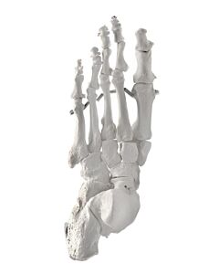 Eisco Labs Foot Bone Model, Left - Anatomically Accurate Human Bone Replica