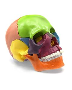 Eisco Labs Didactic Mini Skull, Multicolored - 15 Pieces, Magnetic Mounting