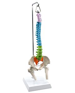 Eisco Labs Spinal Column Model With Pelvis & Femur Detail, 1/2 Natural Size