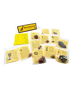 Eisco Labs 12 Piece Deluxe Fossil Collection - Includes 12 Samples, Information Cards And A Geological Timescale - Great For Introductory Fossil Study - Eisco Labs