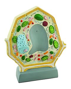 Eisco Labs Hand Painted Plant Cell Model 10,000 Times Enlarged