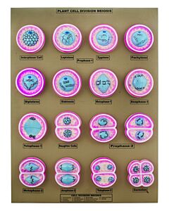 Eisco Labs 16 Plant Cell Division Meiosis Model, Mounted On Base - 24" X18" - Eisco Labs