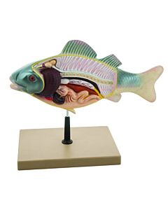 Eisco Labs 3D Fish Dissection Model, 14" Length