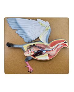 Eisco Labs Pigeon Dissection Model, 18" - Mounted on Base - Hand Painted Details & Numbered Structures - Includes Key Card - Eisco Labs