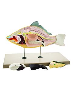 Eisco Labs Model Carp Fish - 4 Parts