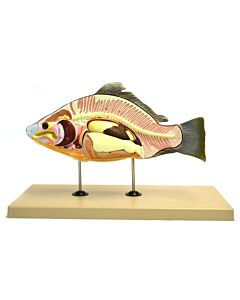 Eisco Labs Model, Fish (Carp), 16" Long - Removable Air Bladder, Intestine, Stomach