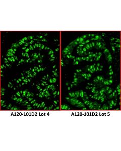 Bethyl Laboratories, a Fortis LS Co. Goat Anti-Rabbit Igg Heavy And Light Chain Antibody Dylight 488 Conjugated, Host: Goat, 0.5 mg