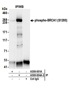 Bethyl Laboratories, a Fortis LS Co. Rabbit Anti-Phospho Brca1 (S1280) Antibody, Affinity Purified, Host: Rabbit, 10 µl (1000 µg/ml)