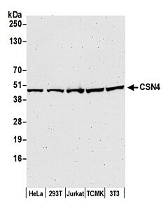 Bethyl Laboratories, a Fortis LS Co. Rabbit Anti-Csn4 Antibody, Affinity Purified, Host: Rabbit, Conjugate Type: Unconjugated, 10 µl (1000 µg/ml)