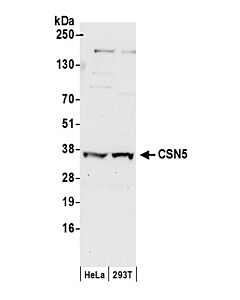 Bethyl Laboratories, a Fortis LS Co. Rabbit Anti-Csn5 Antibody, Affinity Purified, Host: Rabbit, Conjugate Type: Unconjugated, 10 µl (1000 µg/ml)