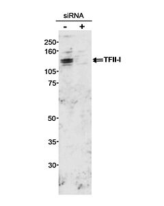Bethyl Laboratories, a Fortis LS Co. Rabbit Anti-Gtf2i/Tfii-I Antibody, Affinity Purified, Host: Rabbit, Conjugate Type: Unconjugated, 10 µl (1000 µg/ml)