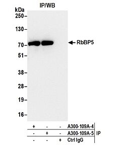 Bethyl Laboratories, a Fortis LS Co. Rabbit Anti-Rbbp5 Antibody, Affinity Purified, Host: Rabbit, 100 µl (1000 µg/ml)