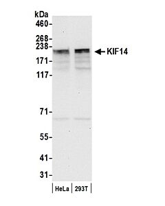 Bethyl Laboratories, a Fortis LS Co. Rabbit Anti-Kif14 Antibody, Affinity Purified, Host: Rabbit, Conjugate Type: Unconjugated, 100 µl (1000 µg/ml)