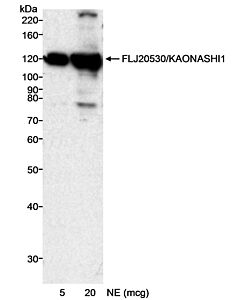 Bethyl Laboratories, a Fortis LS Co. Rabbit Anti-Flj20530/Kaonashi1 Antibody, Affinity Purified, Host: Rabbit, 10 µl (1000 µg/ml)