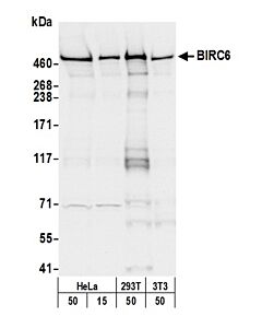Bethyl Laboratories, a Fortis LS Co. Rabbit Anti-Birc6/Apollon Antibody, Affinity Purified, Host: Rabbit, 100 µl (1000 µg/ml)