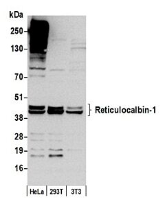 Bethyl Laboratories, a Fortis LS Co. Rabbit Anti-Reticulocalbin-1 Antibody, Affinity Purified, Host: Rabbit, 10 µl (1000 µg/ml)