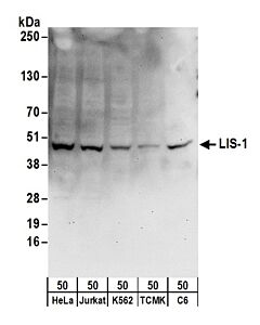 Bethyl Laboratories, a Fortis LS Co. Rabbit Anti-Lis-1 Antibody, Affinity Purified, Host: Rabbit, Conjugate Type: Unconjugated, 100 µl (1000 µg/ml)
