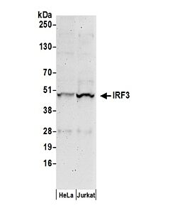Bethyl Laboratories, a Fortis LS Co. Rabbit Anti-Irf3 Antibody, Affinity Purified, Host: Rabbit, Conjugate Type: Unconjugated, 100 µl (1000 µg/ml)