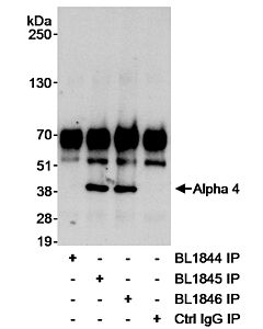Bethyl Laboratories, a Fortis LS Co. Rabbit Anti-Alpha-4 Antibody, Affinity Purified, Host: Rabbit, Conjugate Type: Unconjugated, 10 µl (1000 µg/ml)