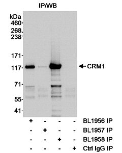Bethyl Laboratories, a Fortis LS Co. Rabbit Anti-Crm1 Antibody, Affinity Purified, Host: Rabbit, Conjugate Type: Unconjugated, 10 µl (1000 µg/ml)