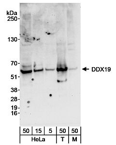 Bethyl Laboratories, a Fortis LS Co. Rabbit Anti-Ddx19 Antibody, Affinity Purified, Host: Rabbit, Conjugate Type: Unconjugated, 10 µl (200 µg/ml)