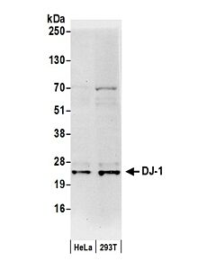 Bethyl Laboratories, a Fortis LS Co. Rabbit Anti-Dj-1 Antibody, Affinity Purified, Host: Rabbit, Conjugate Type: Unconjugated, 10 µl (200 µg/ml)