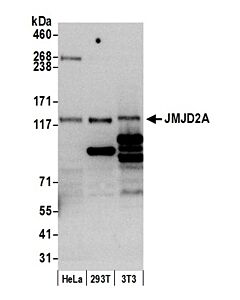 Bethyl Laboratories, a Fortis LS Co. Rabbit Anti-Jmjd2a Antibody, Affinity Purified, Host: Rabbit, Conjugate Type: Unconjugated, 100 µl (200 µg/ml)