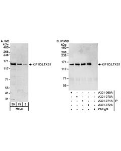 Bethyl Laboratories, a Fortis LS Co. Rabbit Anti-Kif1c/Ltxs1 Antibody, Affinity Purified, Host: Rabbit, Conjugate Type: Unconjugated, 100 µl (200 µg/ml)
