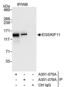 Bethyl Laboratories, a Fortis LS Co. Rabbit Anti-Eg5/Kif11 Antibody, Affinity Purified, Host: Rabbit, Conjugate Type: Unconjugated, 10 µl (200 µg/ml)